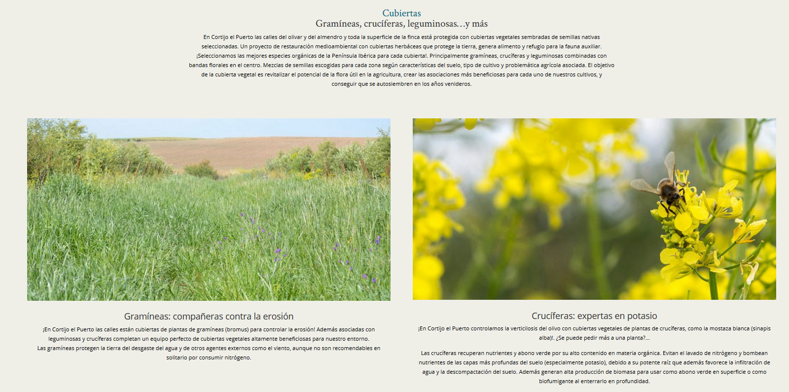 ABONOS VERDES gramineas cruciferas_la fertilidad de la tierra_Cortijo el Puerto