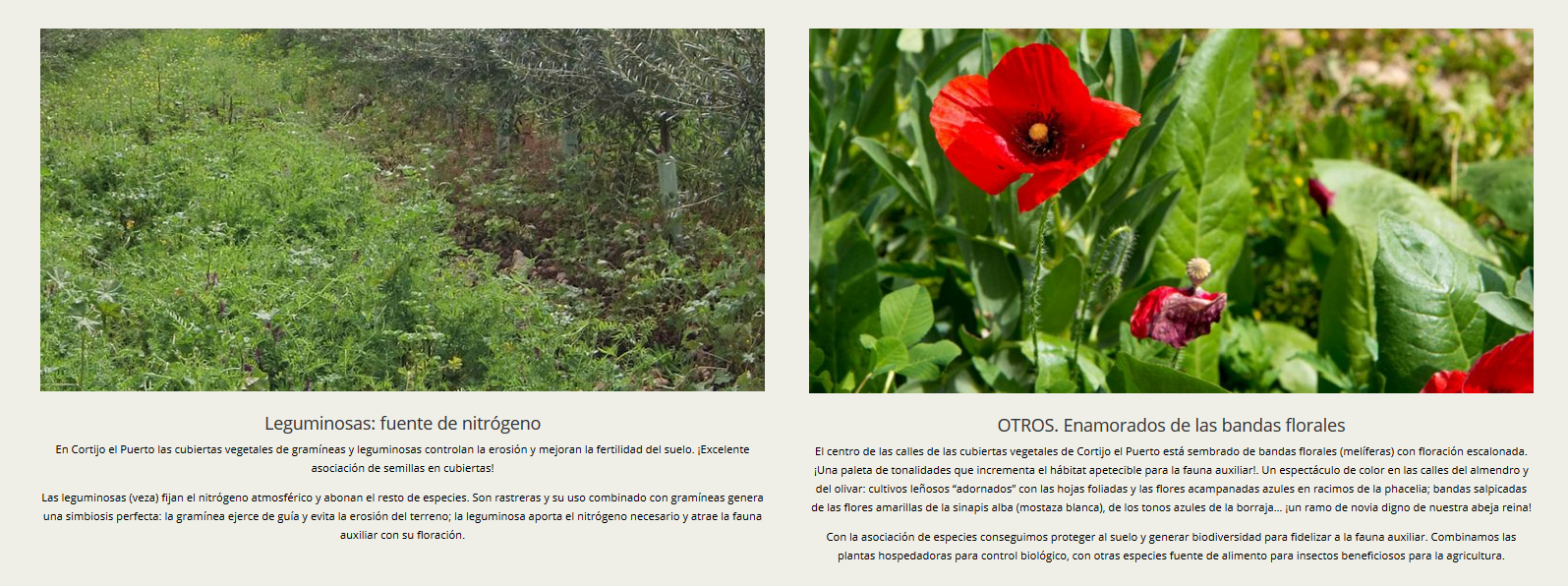 ABONOS VERDES gramineas cruciferas_la fertilidad de la tierra_Cortijo el Puerto