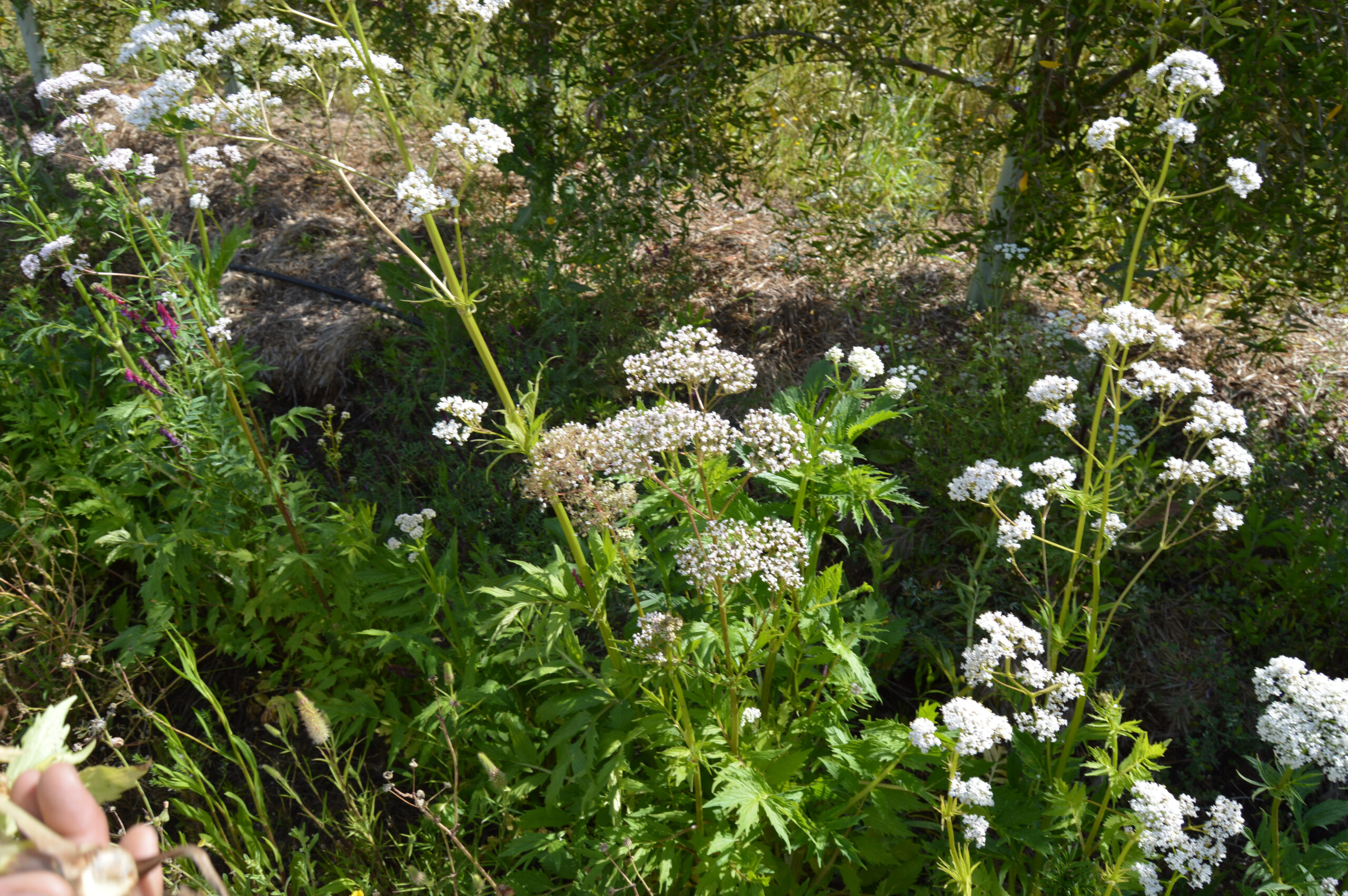 ACHILLEA MILLEFOLIUM (Yarrow) Biodynamic Preparations