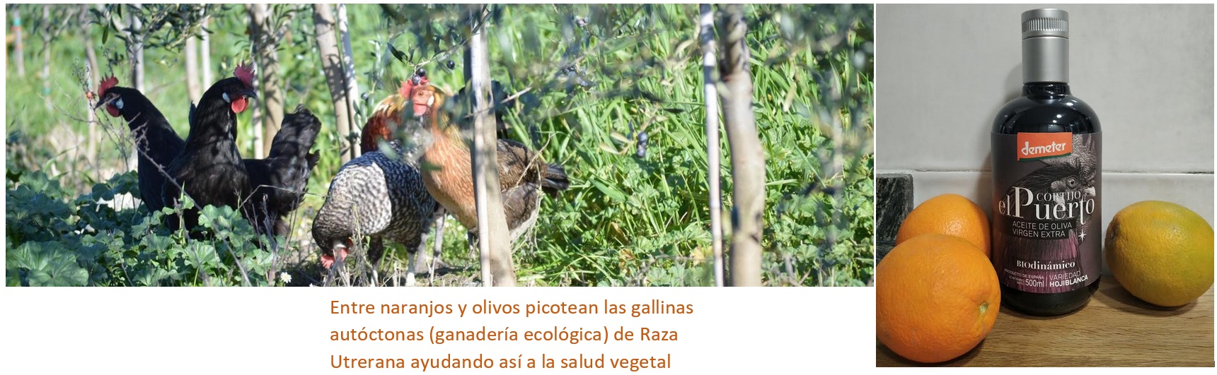 AOVE ecologico biodinamico Cortijo el Puerto Hojiblanca Organic Farm livestock agriculture