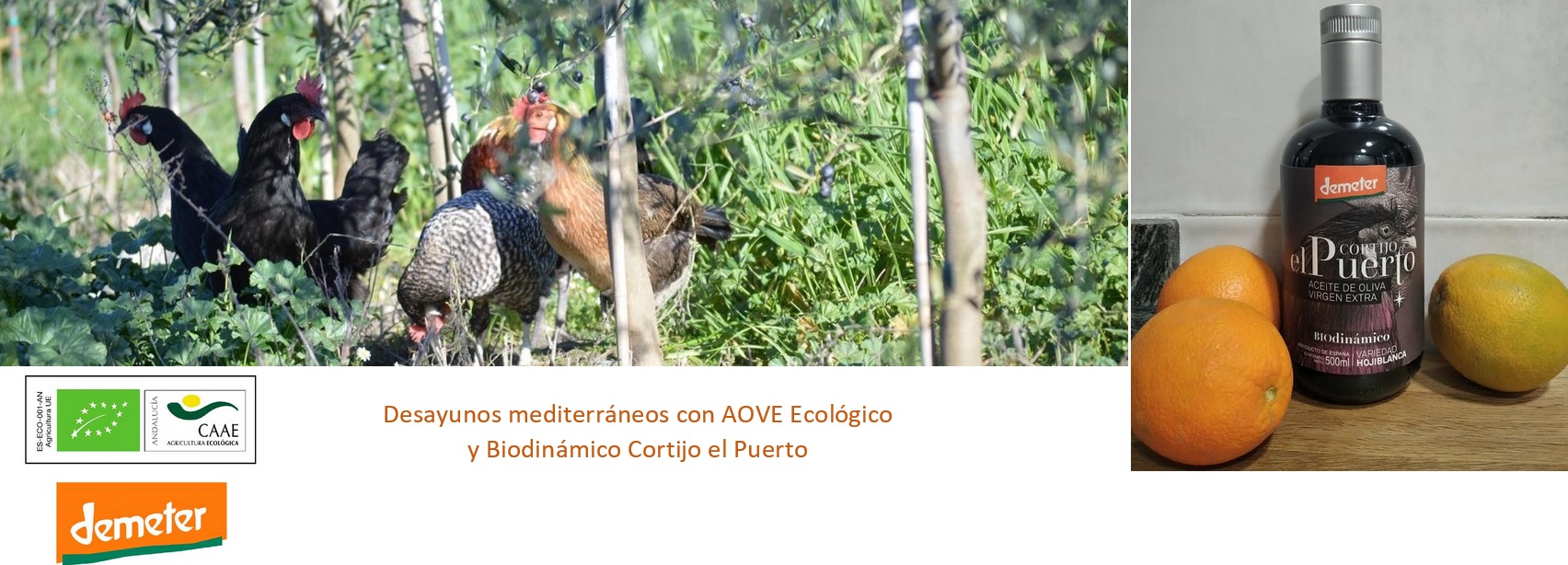 AOVE ecologico biodinamico Cortijo el Puerto Organic Farm3