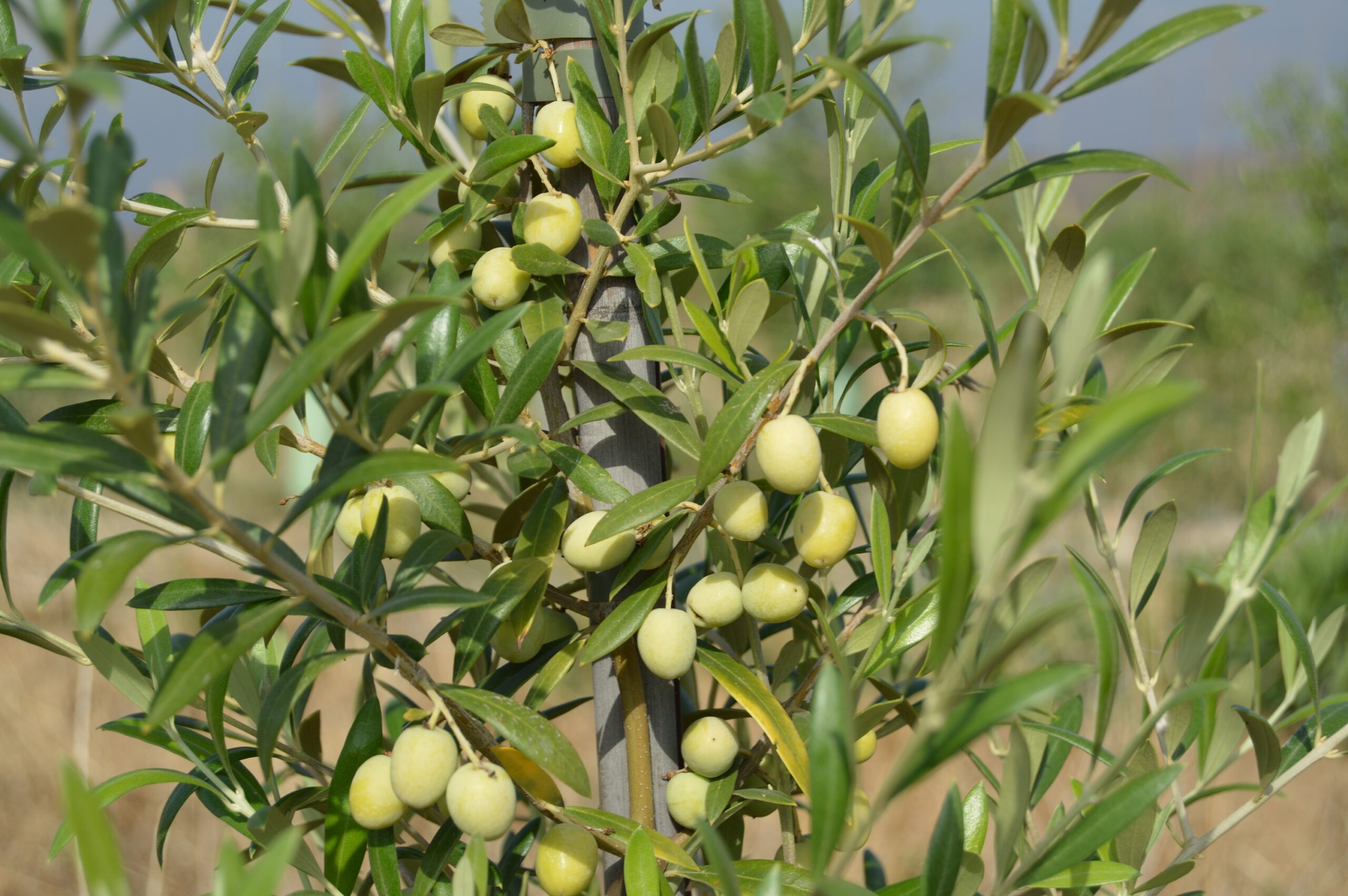 aceituna-oliana-cortijo-el-puerto-ok