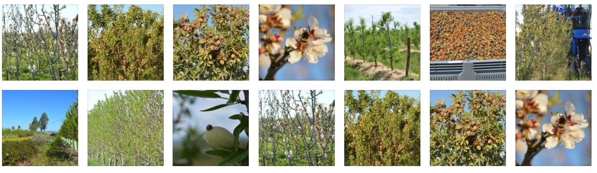 Almendro ecologico biodinamico Flora_Fauna_Habitat