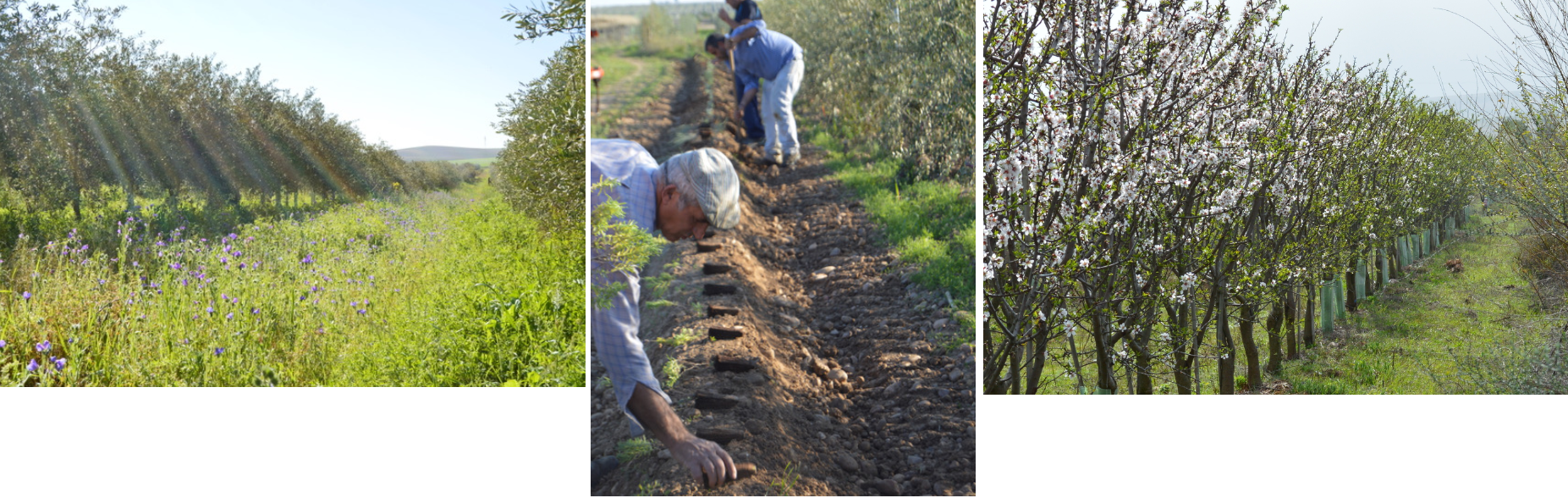 Biodynamic & organic farm cortijo el puerto spain healing supporting biodiversity environmental awareness