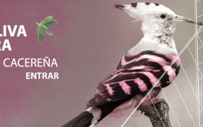 Manzanilla Cacereña, our new Organic EVOO, flirty and fruity