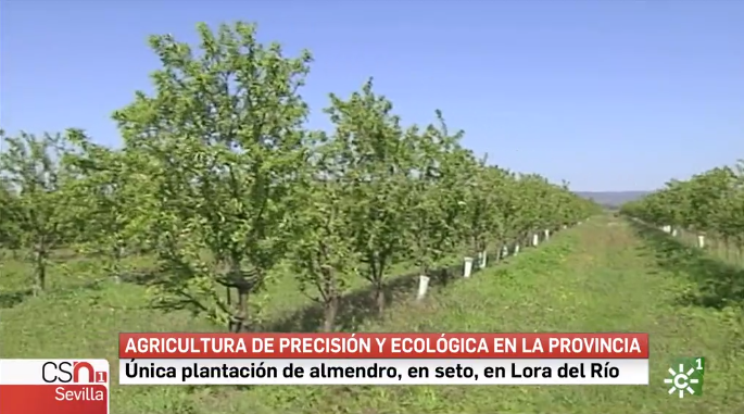 Canal Sur Informativos 29_03_2019