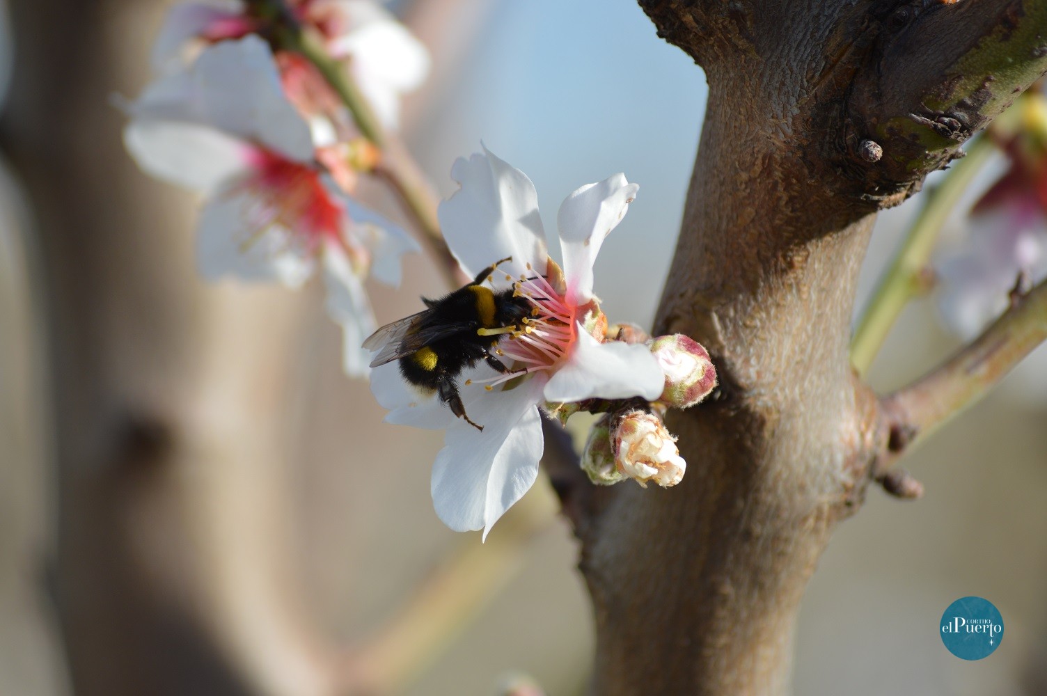 Cortijo el Puerto Abejorros