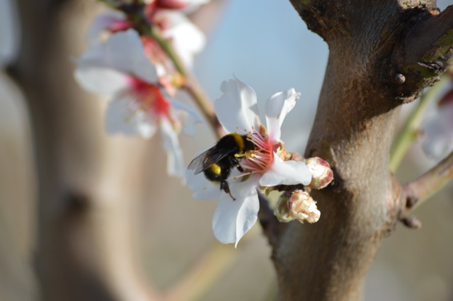 Organic biodynamic Demeter certified Farm ecosystem Cortijo el Puerto Ingeoliva