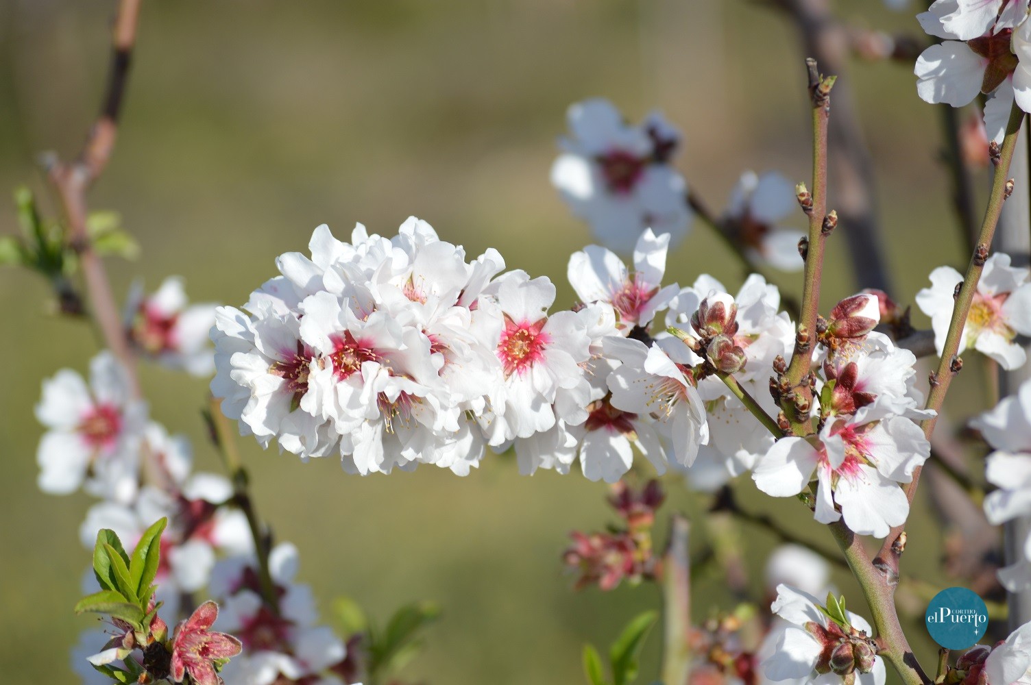 Cortijo el Puerto Almendros