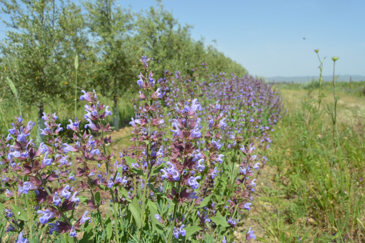 semillas nativas flora autóctona y biodiversidad autovias de biodiversidad fidelizando fauna auxiliar beneficiosa