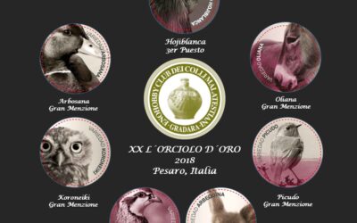 Siete galardones en el Concurso Internacional L´Orciolo de Oro celebrado en Italia