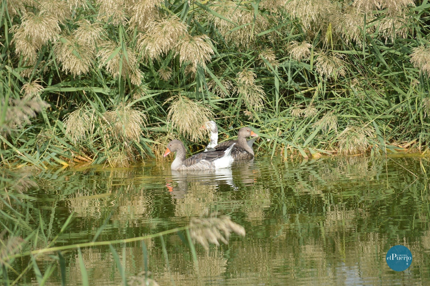 Cortijo el Puerto Medio Ambiente 3