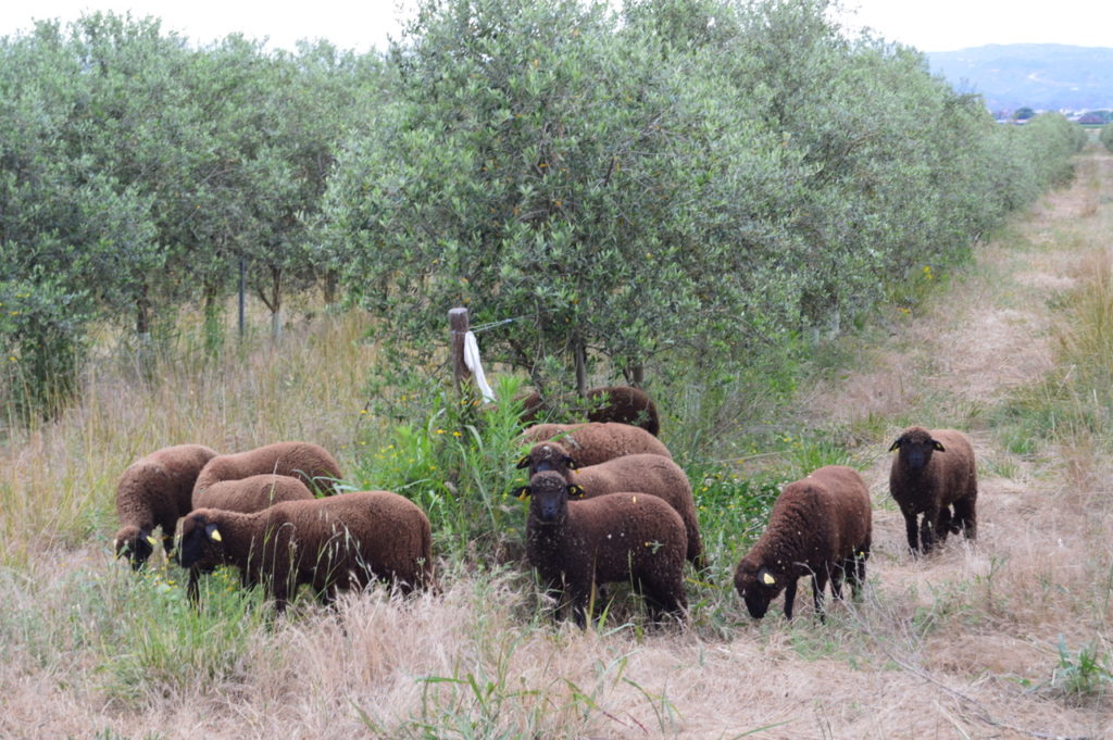 black merino sheep cortijo el puerto