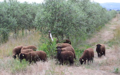 Black Merino Sheep at Cortijo el Puerto: strong commitment to quality and biodiversity
