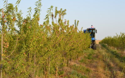 Harvesting Organic Almonds at Cortijo el Puerto