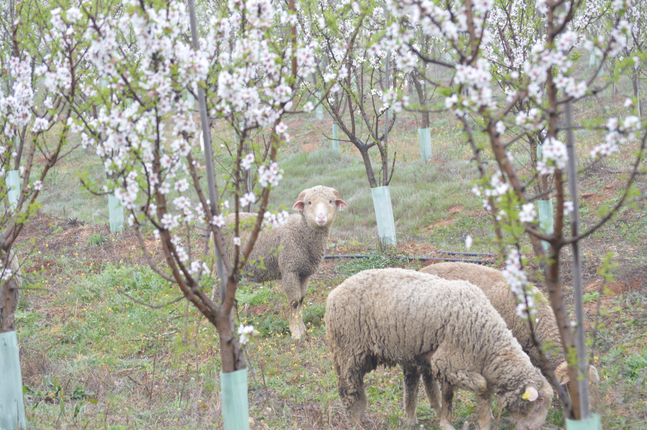 Organic livestock Integración agricultura y ganadería ecologica y biodinámica