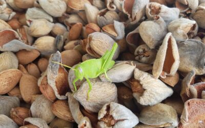 Organic + Biodynamic Almonds: Summer Harvest at Cortijo el Puerto