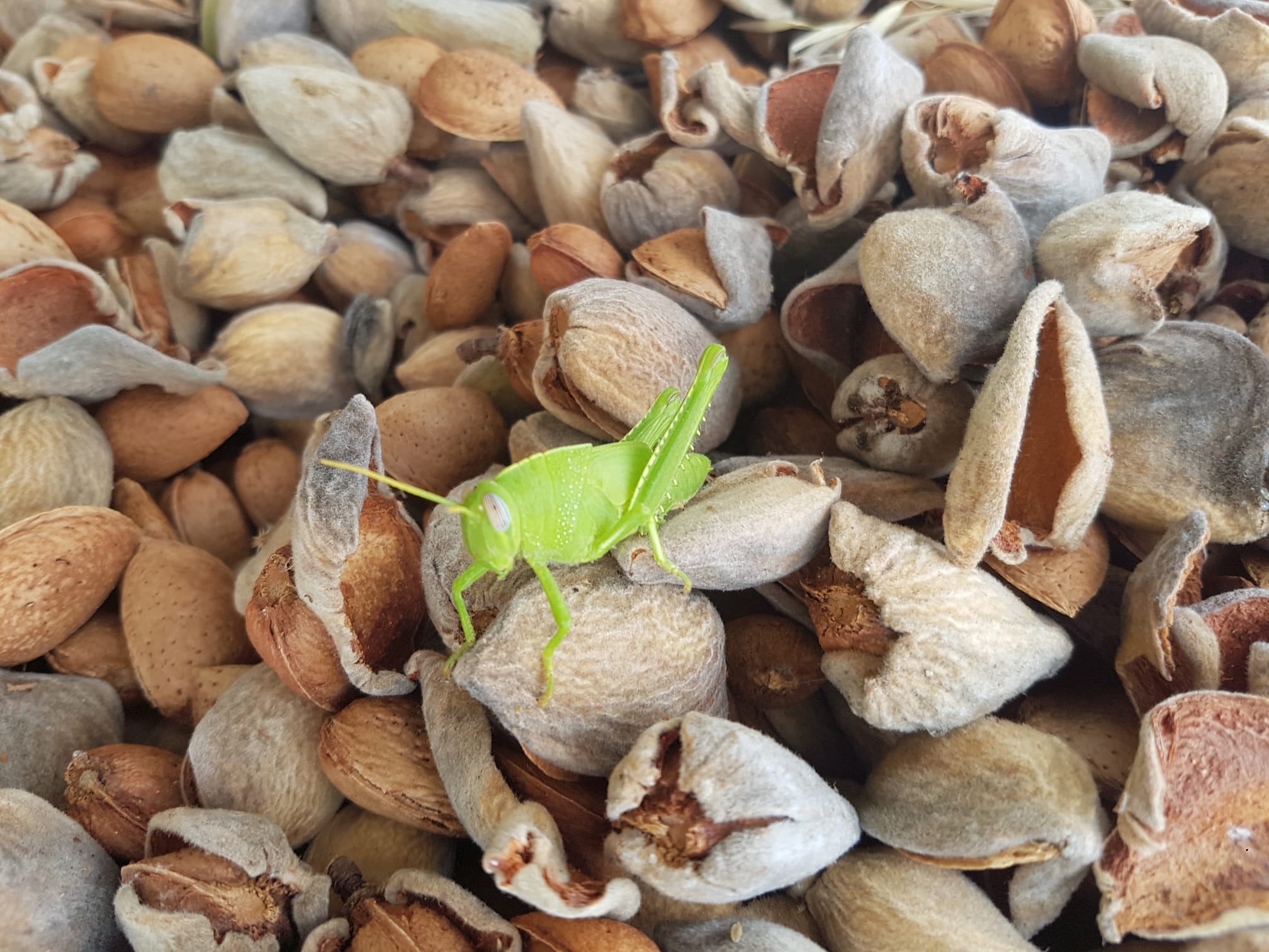 almendra ecologica biodinámica cortijo el puerto 2020