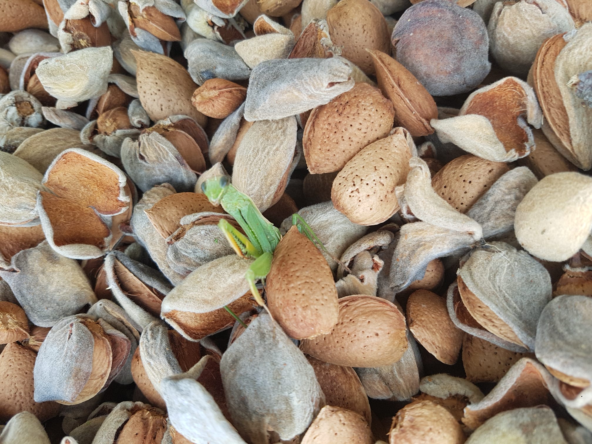 almendra biodinamica ecologica cortijo el puerto