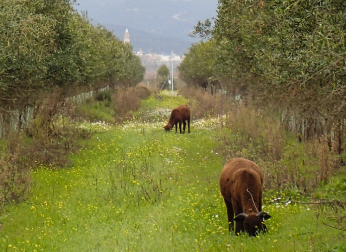 Integrated-organic-Livestock-Cortijo-el-Puerto biodynamic