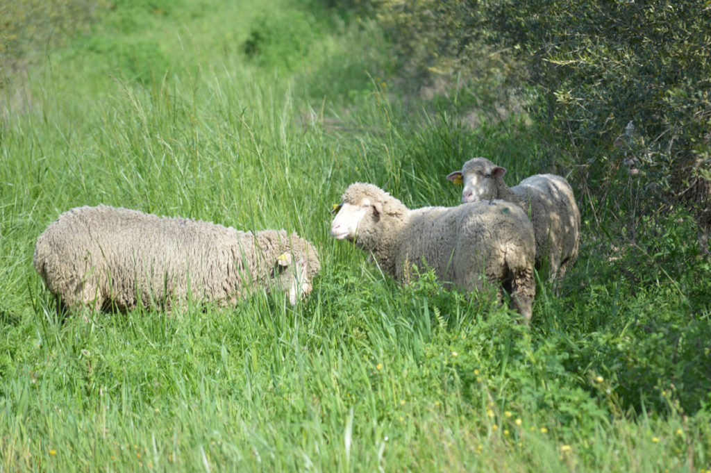 white merino sheep organic livestock