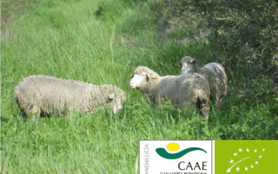 Cortijo el Puerto, truly integrated Organic Farm: Certified Organic Livestock