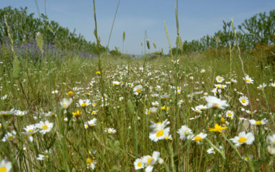 Cortijo el Puerto joins the International Soil Conservation Day