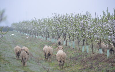 Beyond ecological modelling: Cortijo el Puerto, certified Biodynamic Farm