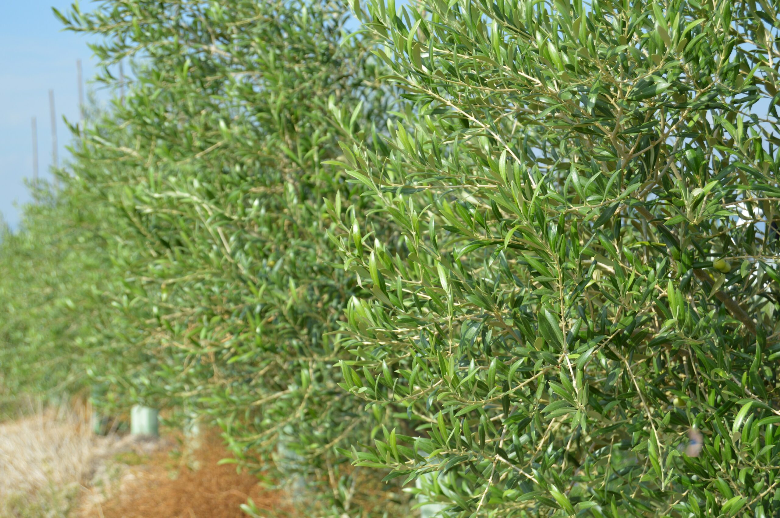 seto-oliana-cortijo-el-puerto-ok