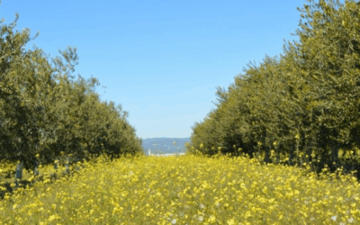 Cortijo el Puerto piensa en azul…y en verde: Día Internacional del Aire Limpio por un Cielo Azul