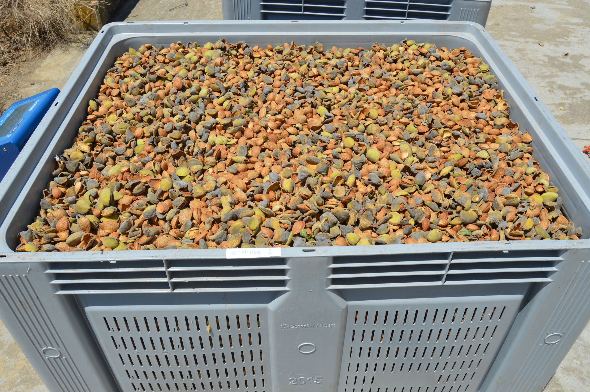 Organic biodynamic Demeter certified almonds Cortijo el Puerto Ingeoliva