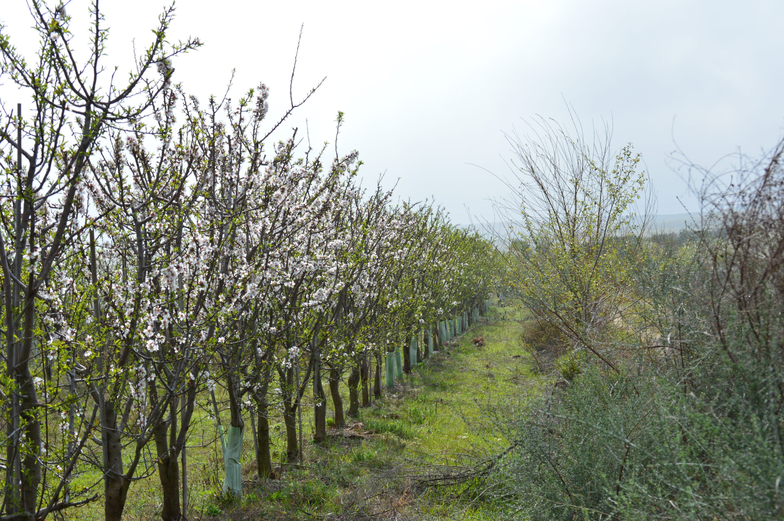 Organic biodynamic Demeter certified almonds Cortijo el Puerto Ingeoliva