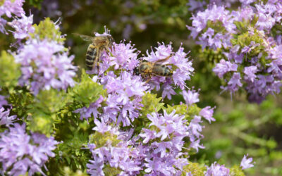 Cortijo el Puerto y la Lucha Biológica Natural: Aquí, la Tierra
