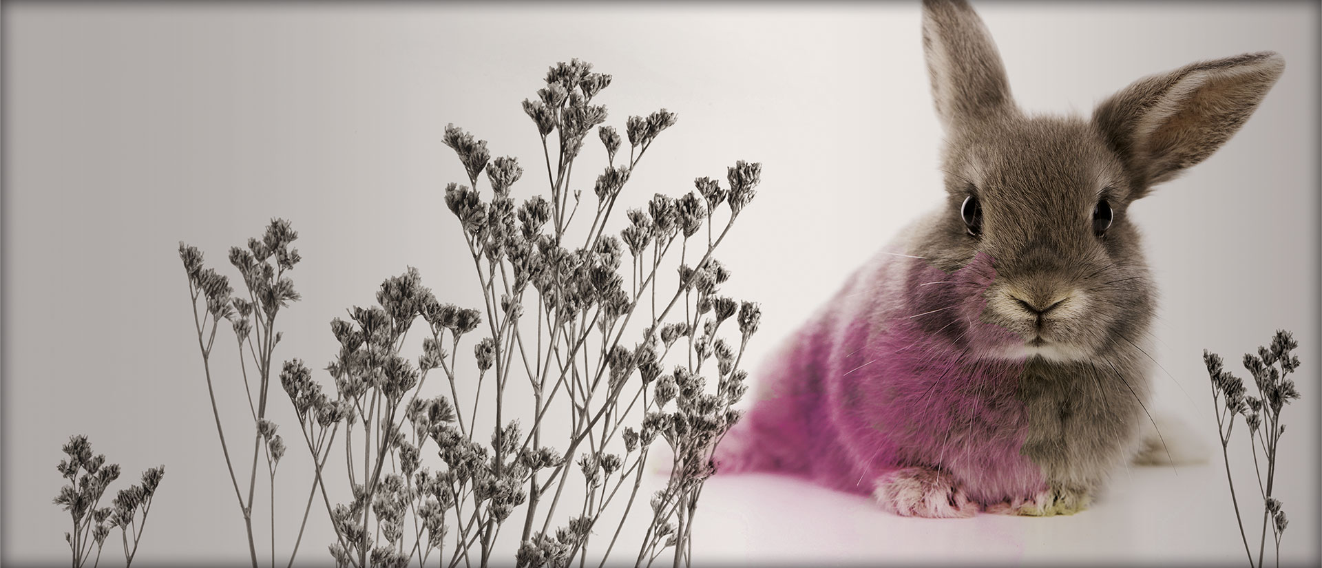 arbequina aceite de oliva virgen extra ecologico biodinamico ingeoliva