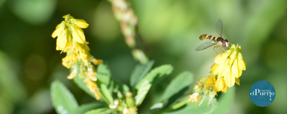 cortijo el puerto sifrido