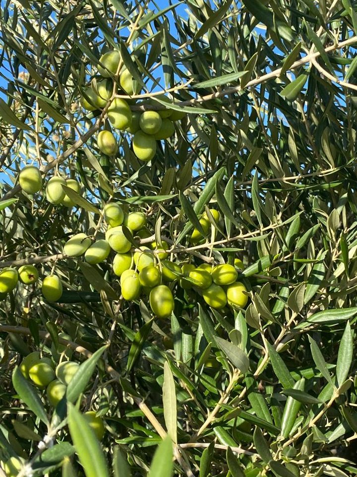 cosecha arbequina ecologica biodinamica cortijo el puerto 3