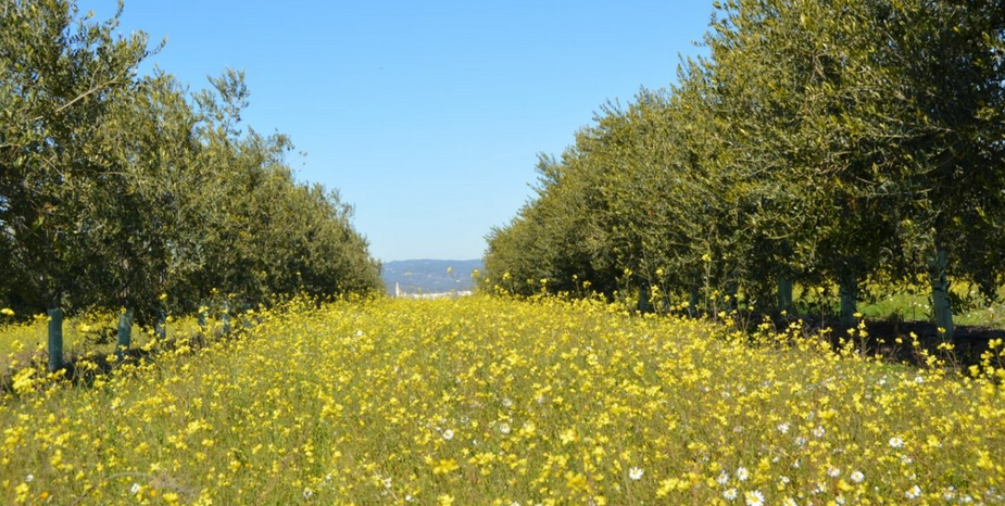 demeter bio olivenöl cortijo el puerto Oliven