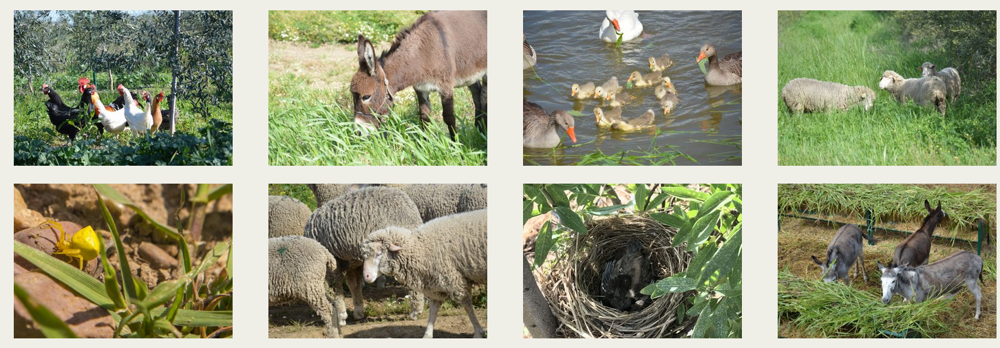 fauna biodinámica ecológica