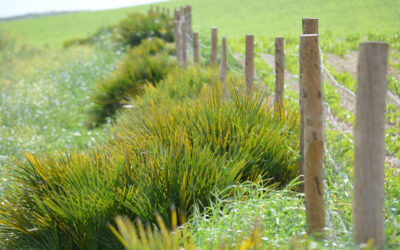 Día de Conservación del Suelo