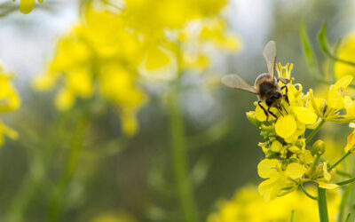Cortijo el Puerto se suma al Día mundial de las abejas y polinizadores