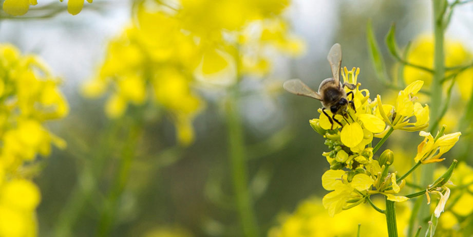 sowing planting calendadr biodynamic cortijo el puerto