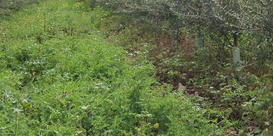 legumes source of nitrogen organic biodynamic cortijo el puerto