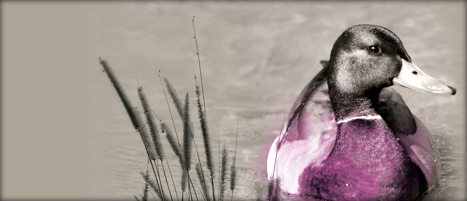 pato_arbosana cortijo el puerto