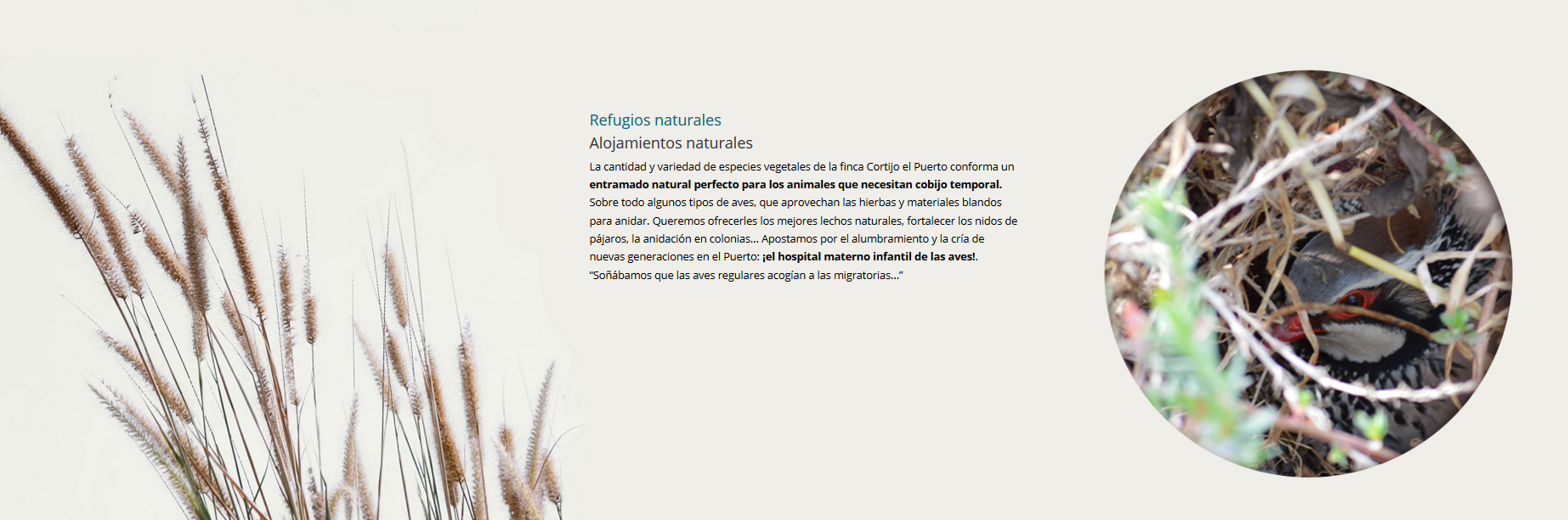 picual-aove-ecologico-biodinamico-perdiz ecosistema granja 2 picual-aove-ecologico-biodinamico-perdiz ecosistema granja