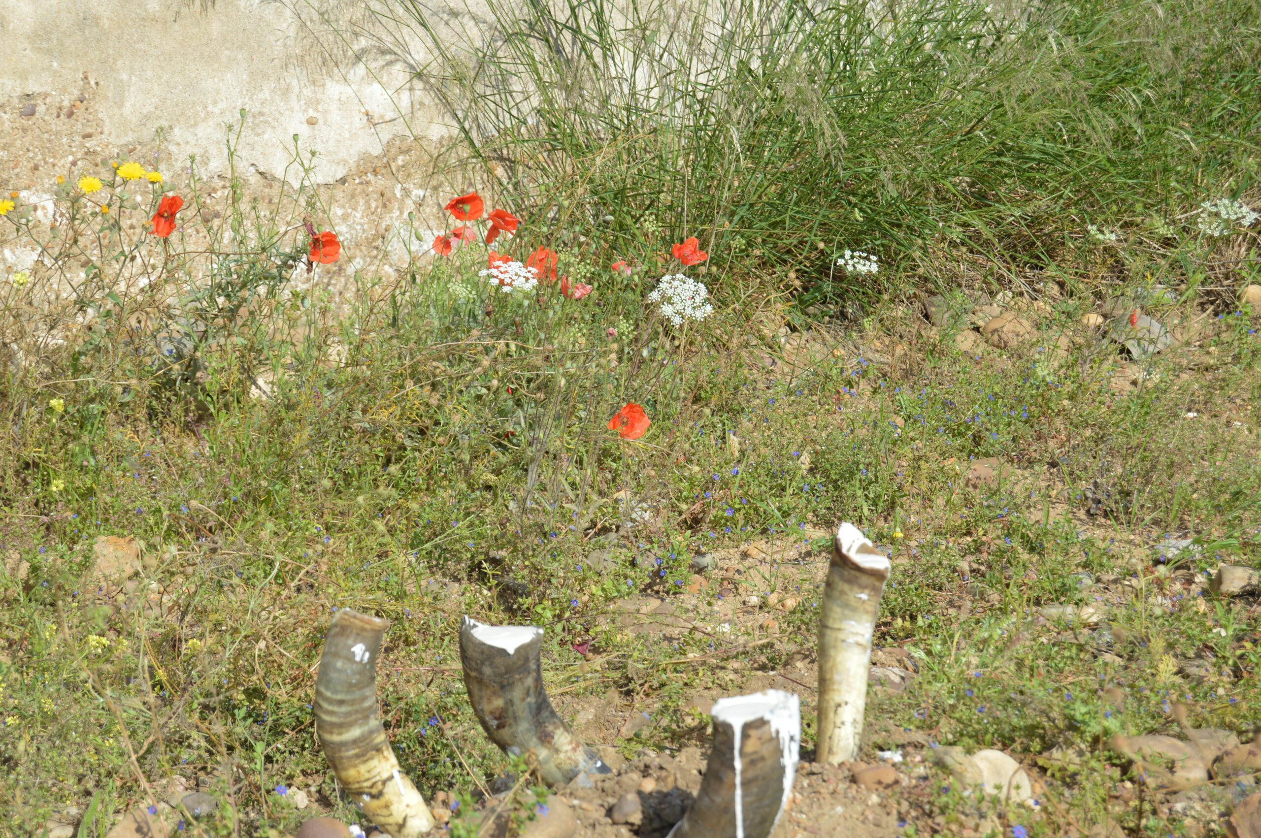  Biodynamic Horn Manure (500) - Biodynamic Agriculture 