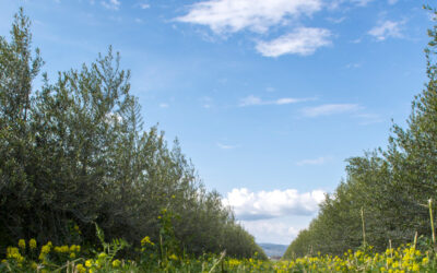 Ecología y Biodiversidad Cortijo el Puerto: Biodinámica por un suelo vivo