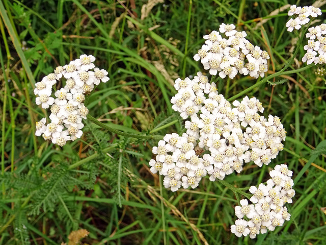 ACHILLEA MILLEFOLIUM BIODYNAMIC PREPARATIONS