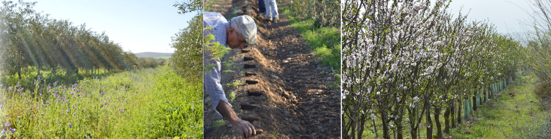 Biodynamic-organic-farm-cortijo-el-puerto-spain-healing-supporting-biodiversity-environmental-awareness
