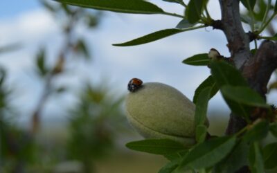 Cortijo el Puerto R&D: almond crops in hedgerow system have been issued the organic certification
