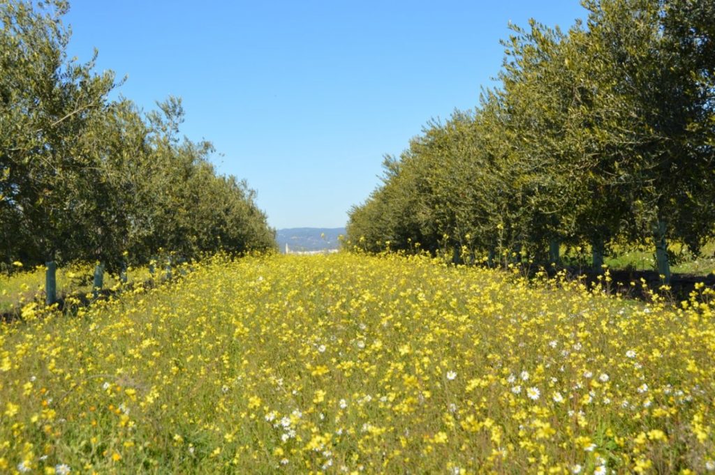 Organic biodynamic olive Grove Cortijo el Puerto Andalusia Organic biodynamic olive Grove Cortijo el Puerto Andalusia